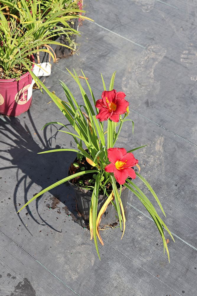 hemerocallis-little-business-daylily