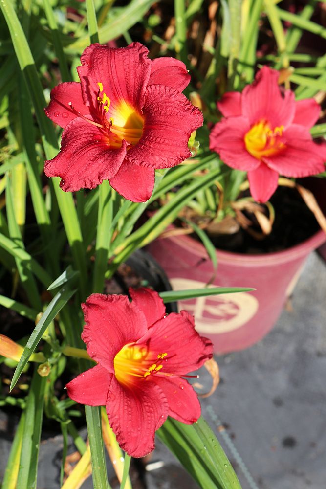 hemerocallis-little-business-daylily