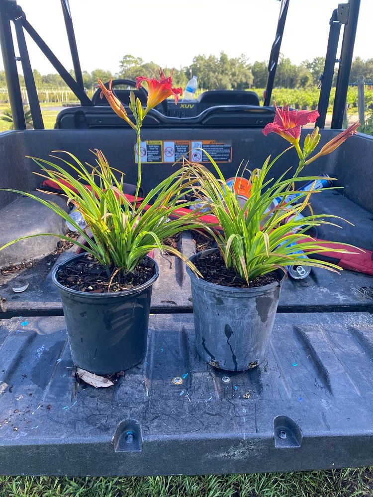 hemerocallis-little-business-daylily