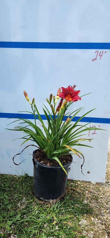hemerocallis-little-business-daylily