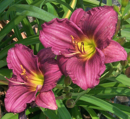 hemerocallis-little-grapette-daylily