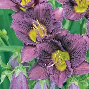 hemerocallis-little-grapette-daylily