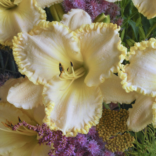 hemerocallis-marque-moon-daylily
