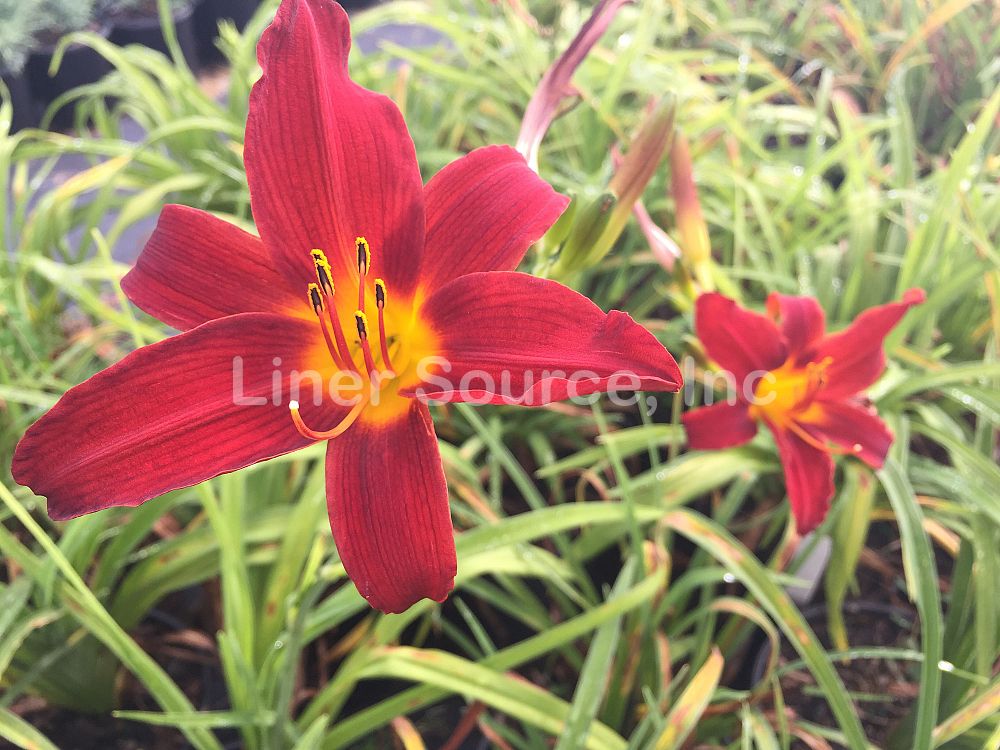 hemerocallis-ming-toy-daylily
