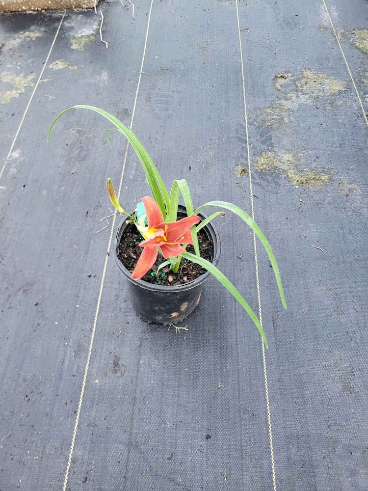 hemerocallis-ming-toy-daylily