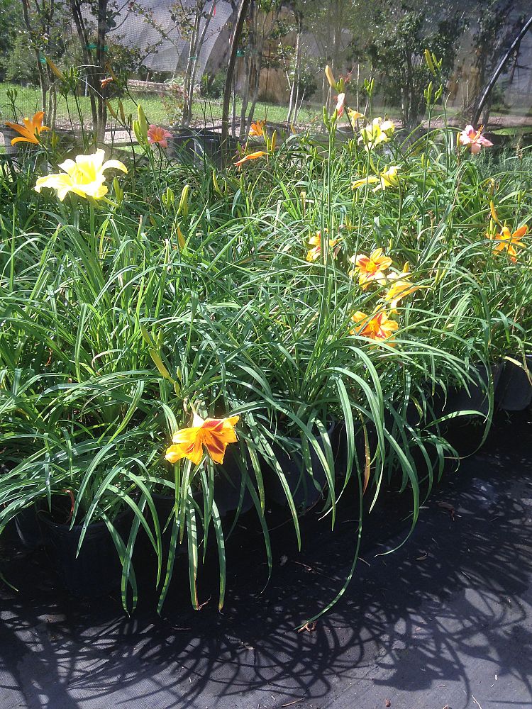 hemerocallis-mixed-colors-daylily
