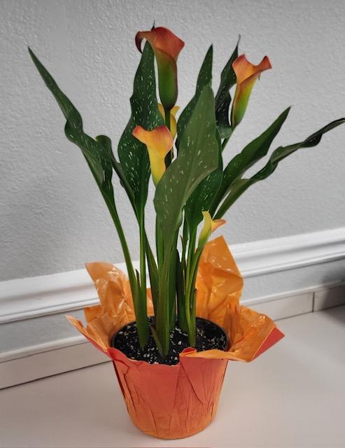 hemerocallis-orange-colossus-daylily