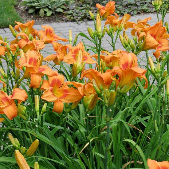 hemerocallis-orange-crush-daylily