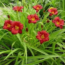 hemerocallis-pardon-me-daylily