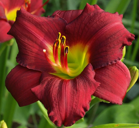 hemerocallis-pardon-me-daylily