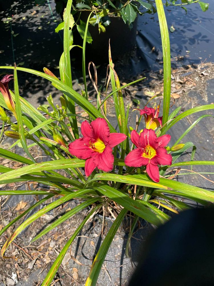 hemerocallis-pardon-me-daylily