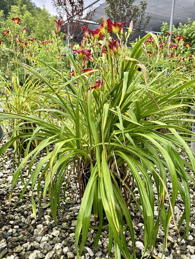 hemerocallis-pardon-me-daylily