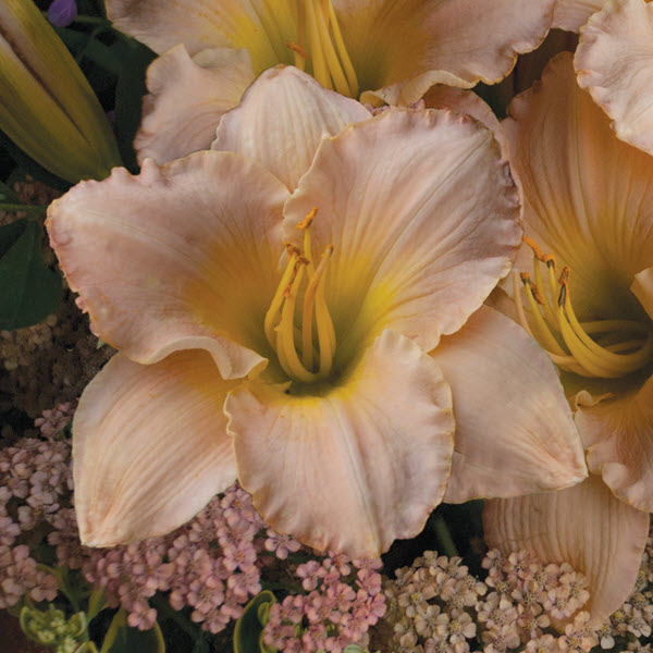 hemerocallis-pewter-pink-daylily