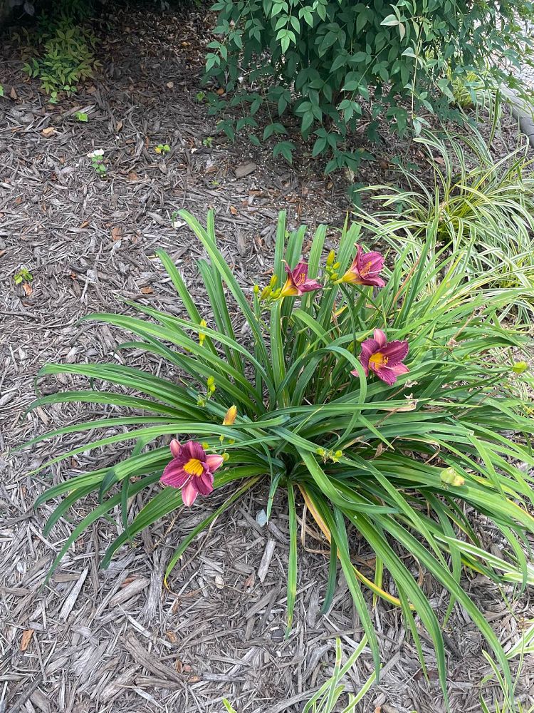 hemerocallis-purple-de-oro-daylily