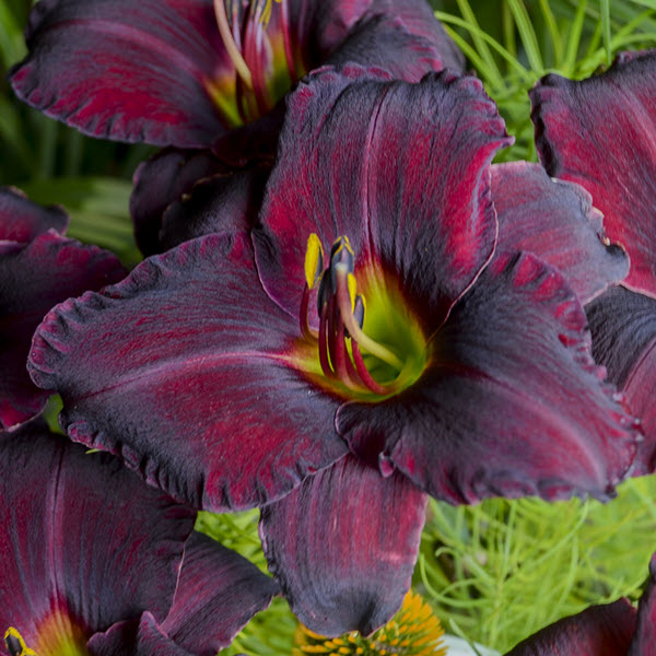 hemerocallis-raspberry-suede-daylily