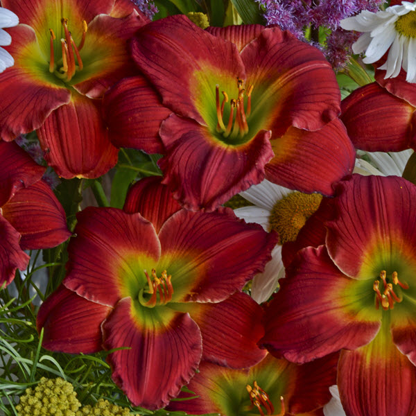 hemerocallis-red-hot-returns-daylily