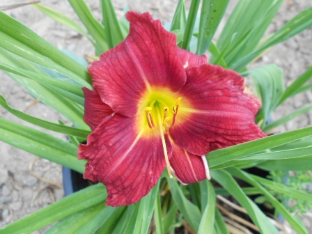 hemerocallis-red-landscape-supreme-daylily