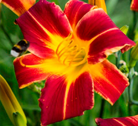 hemerocallis-red-ribs-daylily