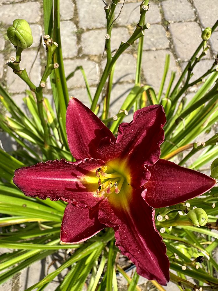 hemerocallis-ruby-stella-daylily
