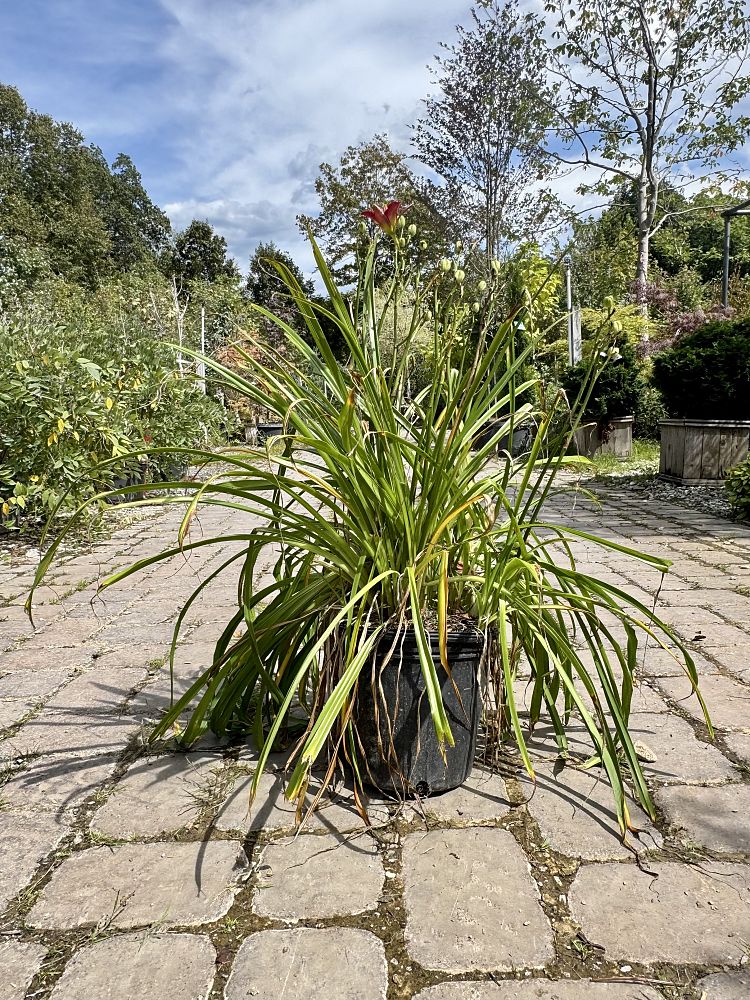 hemerocallis-ruby-stella-daylily
