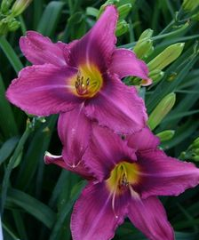 hemerocallis-russian-rhapsody-tet-daylily