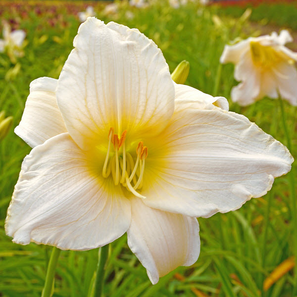 hemerocallis-serene-madonna-daylily