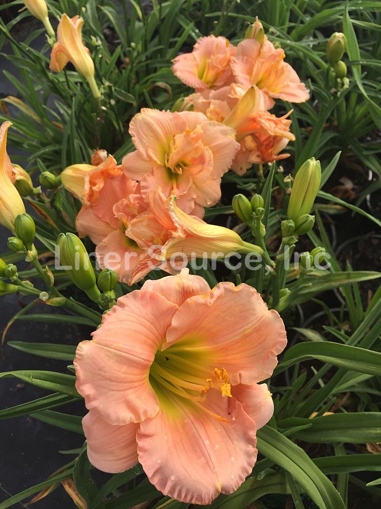 hemerocallis-siloam-double-classic-daylily