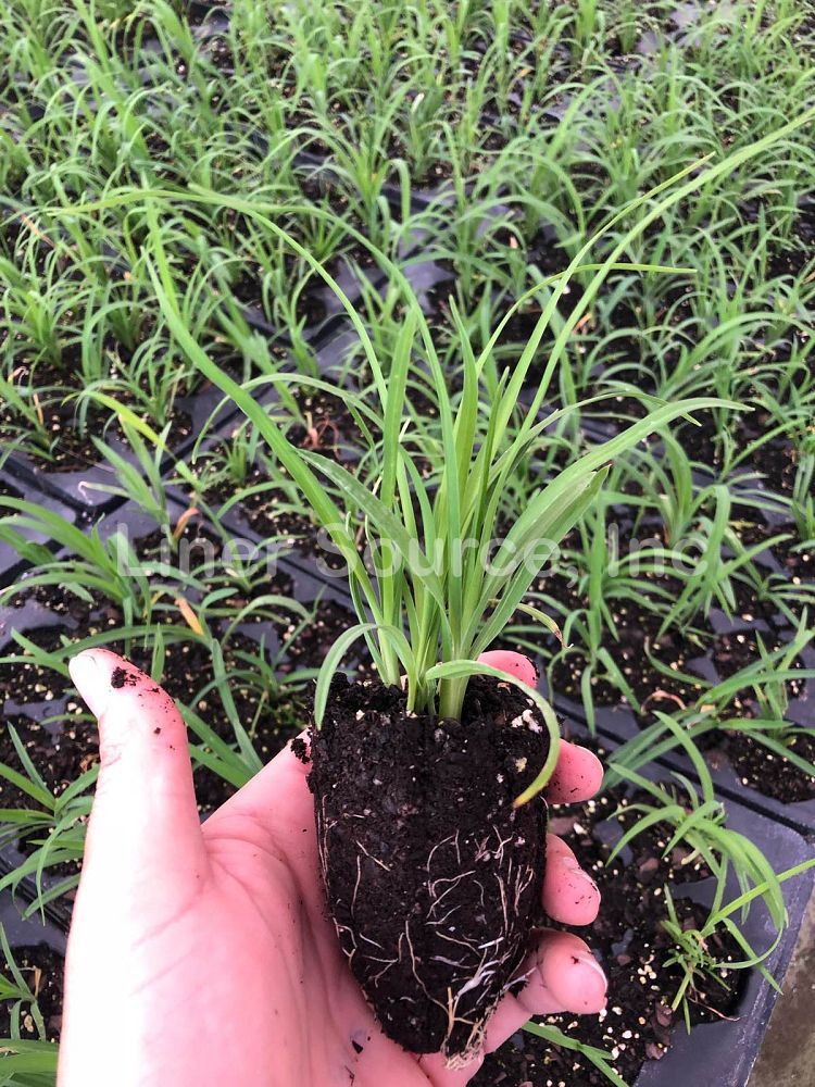 hemerocallis-siloam-double-classic-daylily