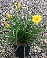 hemerocallis-stella-de-oro-daylily-stella-daylily