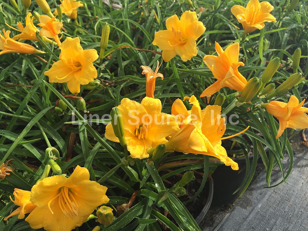 hemerocallis-stella-de-oro-daylily-stella-daylily