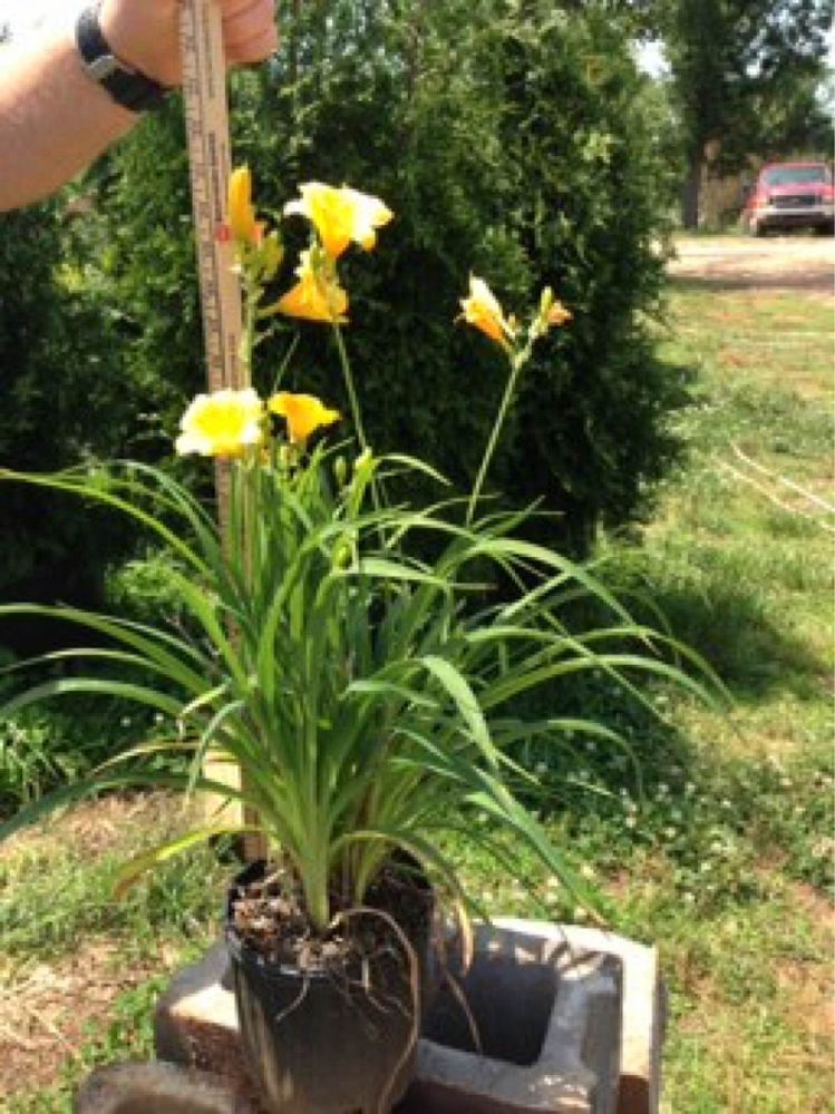 hemerocallis-stella-de-oro-daylily-stella-daylily
