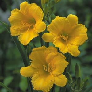 hemerocallis-stella-de-oro-daylily-stella-daylily