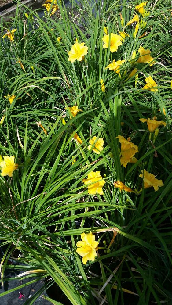 hemerocallis-stella-de-oro-daylily-stella-daylily