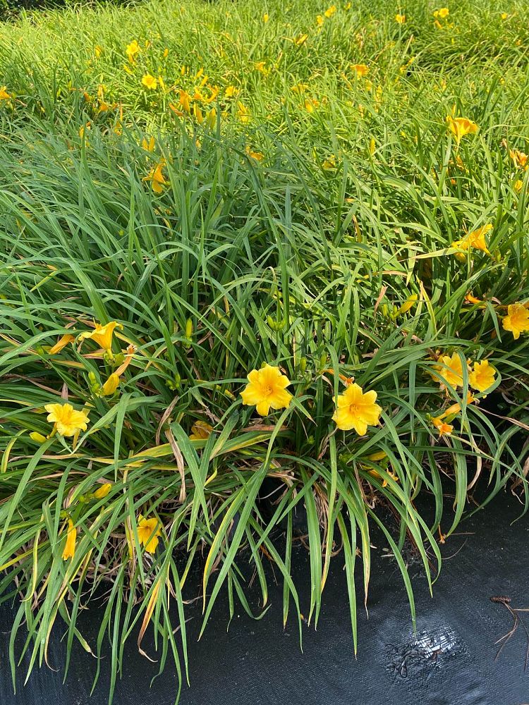 hemerocallis-stella-de-oro-daylily-stella-daylily