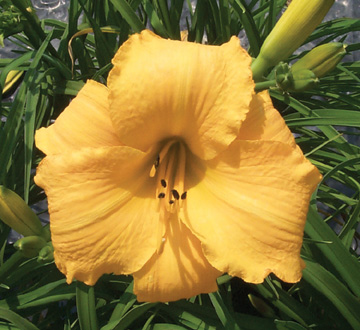 hemerocallis-stella-de-oro-daylily-stella-daylily