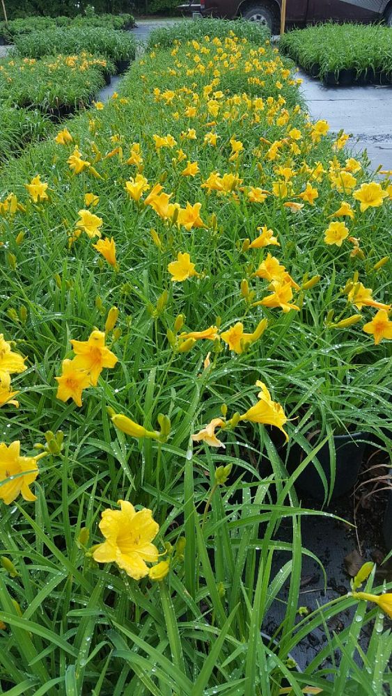 hemerocallis-stella-de-oro-daylily-stella-daylily