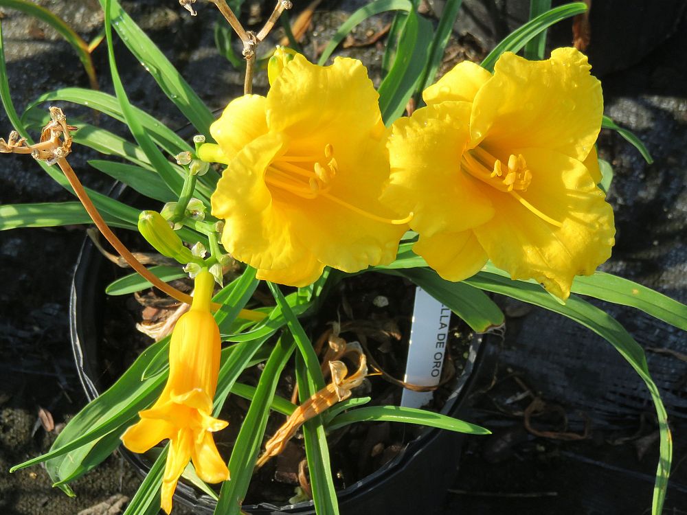 hemerocallis-stella-de-oro-daylily-stella-daylily