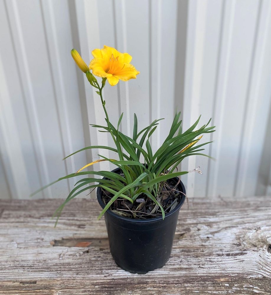 hemerocallis-stella-de-oro-daylily-stella-daylily