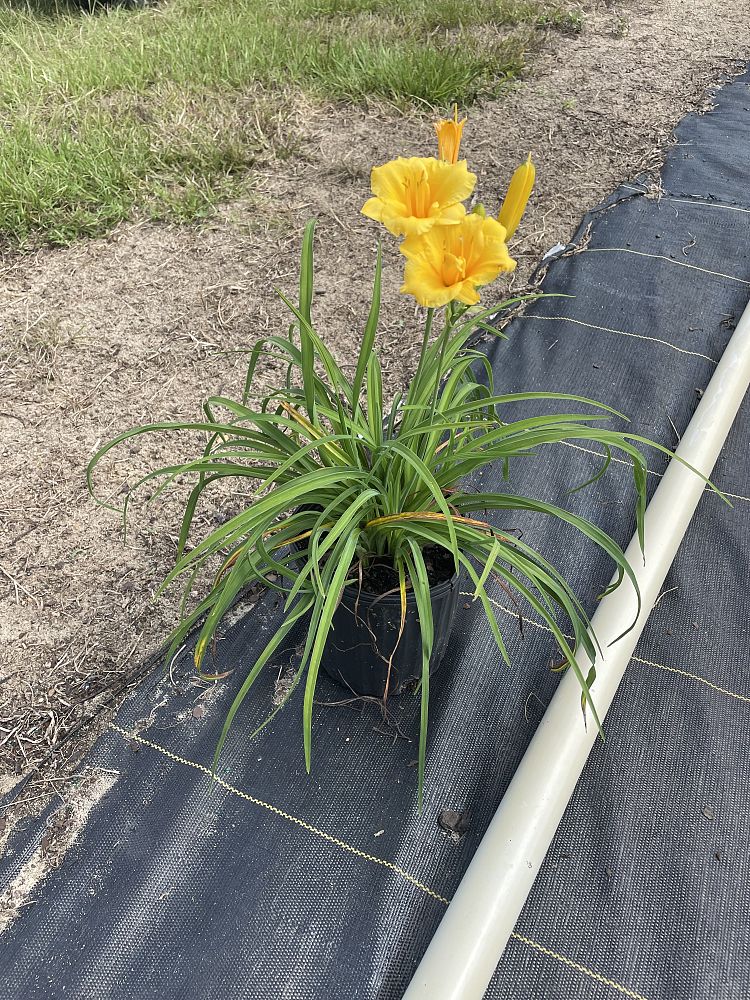 hemerocallis-stella-de-oro-daylily-stella-daylily