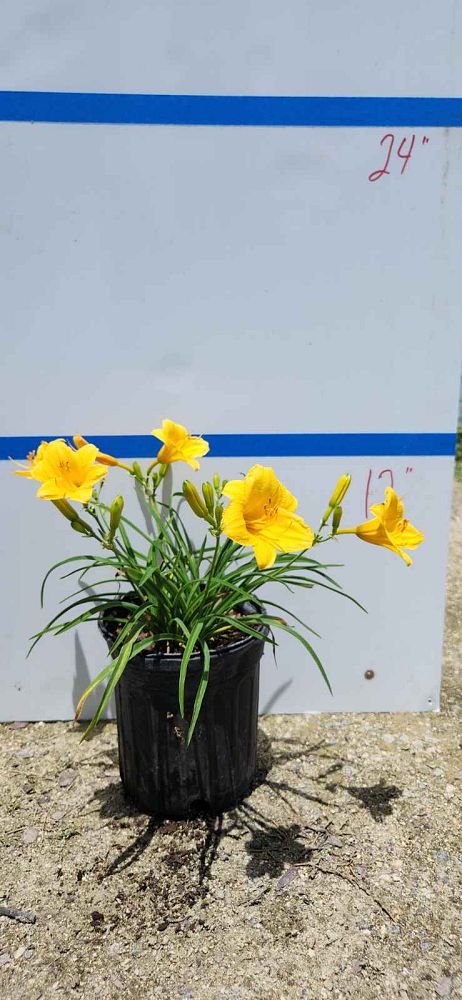 hemerocallis-stella-de-oro-daylily-stella-daylily