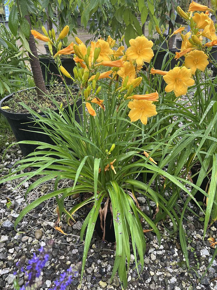 hemerocallis-stella-de-oro-daylily-stella-daylily