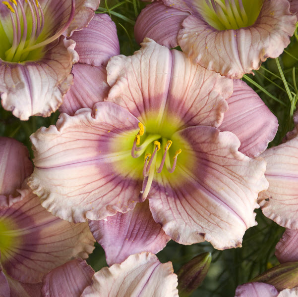 hemerocallis-stephanie-returns-daylily
