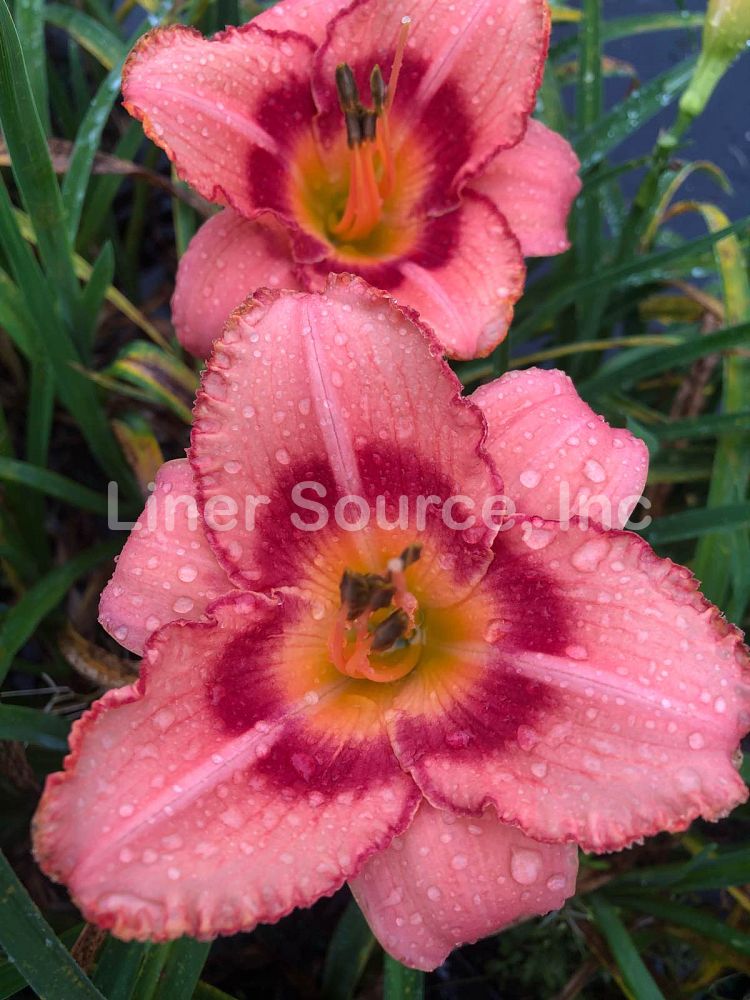 hemerocallis-strawberry-candy-daylily