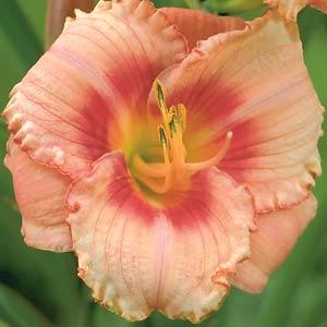 hemerocallis-strawberry-candy-daylily