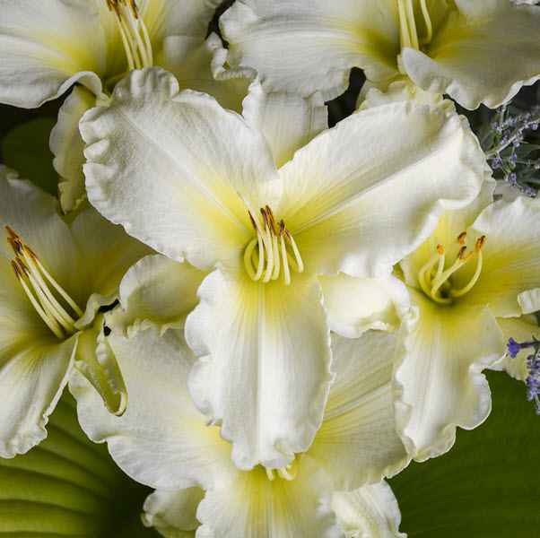 hemerocallis-sunday-gloves-daylily