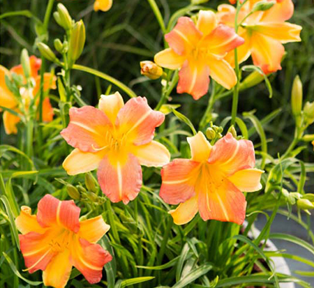 hemerocallis-ver00204-punch-yellow-everydaylily-daylily