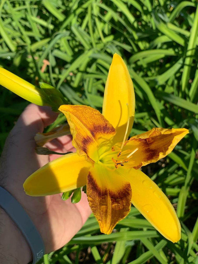 hemerocallis-wilson-s-yellow-daylily