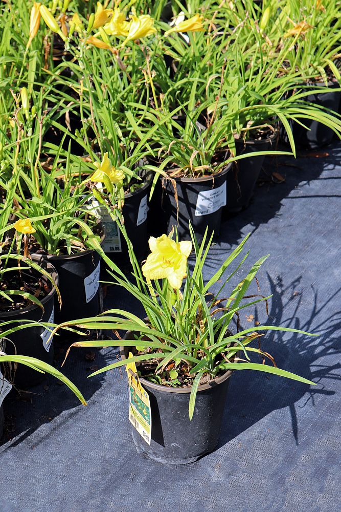 hemerocallis-wilson-s-yellow-daylily
