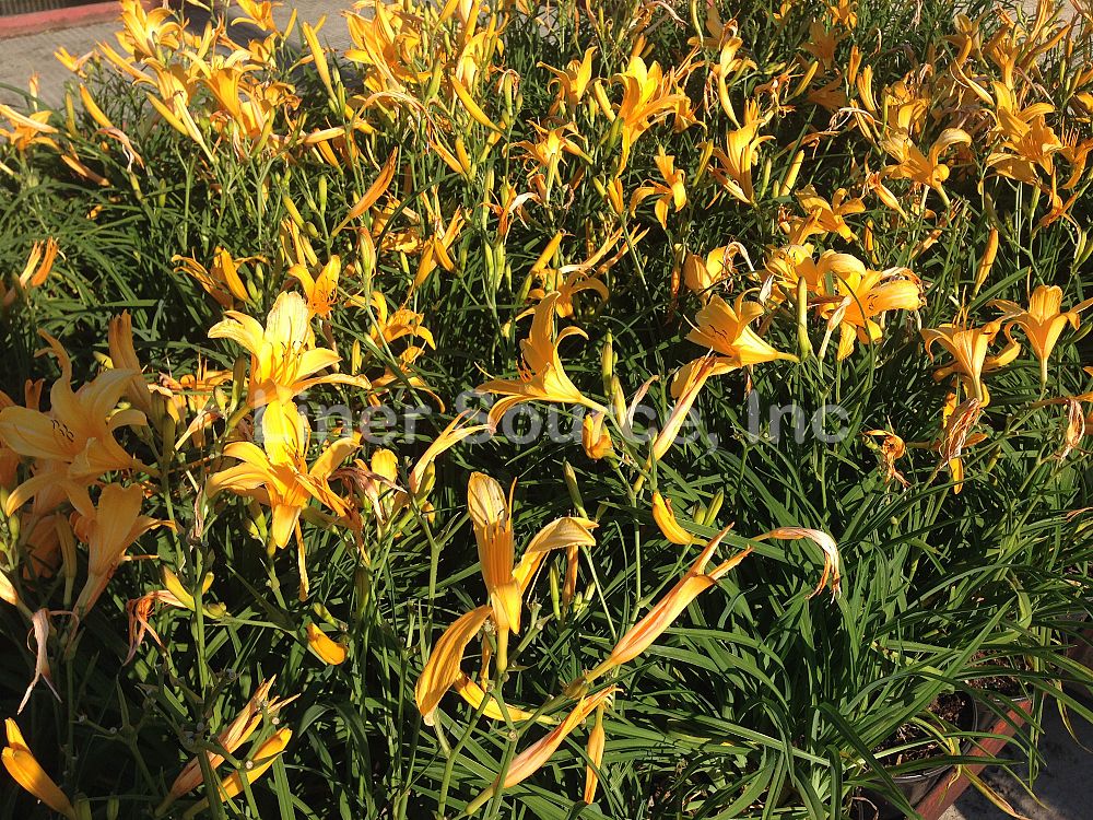 hemerocallis-yangtze-daylily