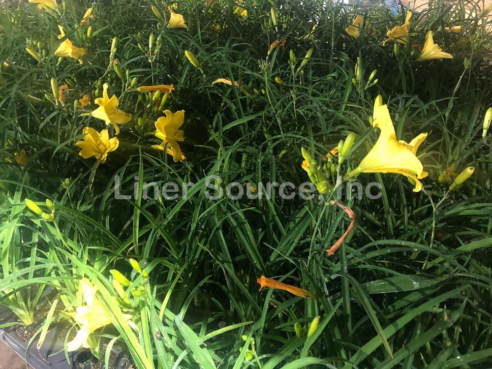 hemerocallis-yangtze-daylily